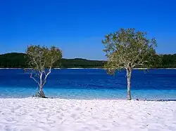 A grassy hilltop overlooking a shallow sand beach, with thick forests in the background