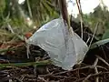 Frost Flower closeup