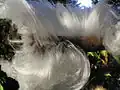 Detail of a frost flower ("frost beard")