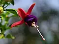 Fuchsia sp., flower