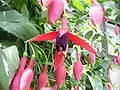 Fuchsia x hybrida, flowers