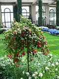 Fuchsia x hybrida, grafted standard specimen