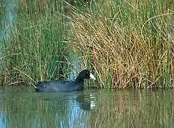 Hawaiian coot with red frontal shield