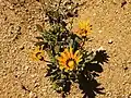 Gazania krebsiana Goegap N.R., Namaqualand, Northern Cape, South Africa
