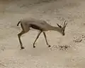 غزال سبيك (أنثى)
