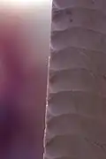 تفاصيل التسنينات