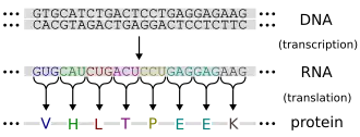 Flow of genetic information.