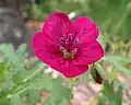 red individual