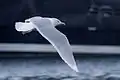 نورس الشمال الأقصى (النورس الأجلك)
