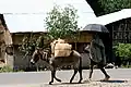 حمار يحمل بضاعة إلى السوق