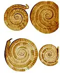 Sarasau hoard 1300-1200 BC