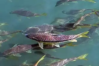 مهاشر الهمالايا