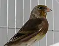هجين من الكناري المنزلي والحسون الأوراسي.