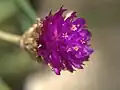 Closeup view of Gomphrena flower in ماليزيا