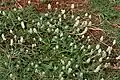 Gomphrena serrata في حيدر آباد.