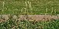 Gomphrena serrata في حيدر آباد.
