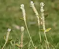 Gomphrena serrata في حيدر آباد.