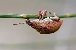 غونيبتيروس غيباروس (Gonipterus gibberus)