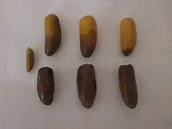 تمر قصبي تونسيّ
