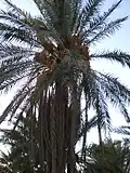نخلة القصبي