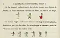 كتاب قواعد اللغة المصرية، الفصل الأول، ص. 8