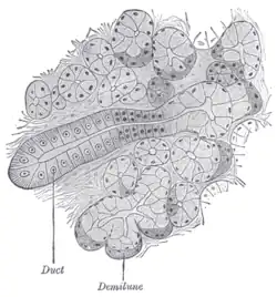 مقطع في غدة تحت الفك السفلي لقطة. Section of submaxillary gland of kitten. Duct semidiagrammatic.