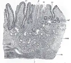 قسم من الغشاء المخاطي من معدة الإنسان قرب الفتحة الفؤادية (بالإنجليزية: cardiac orifice).