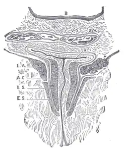 مقطع إكليلي خلال القناة الشرجية. B. تجويف المثانة البولية V.D. الوعاء الأسهري. S.V. حويصلة منوية. R. الجزء الثاني من المستقيم. A.C. القناة الشرجية. L.A. العضلة الرافعة للشرج. I.S. عاصرة شرحية داخلية. E.S. عاصرة شرجية خارجية.