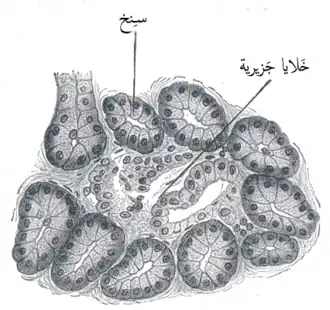 مقطع في معثكلة (بنكرياس) كلب تكبير 250 ضعف.