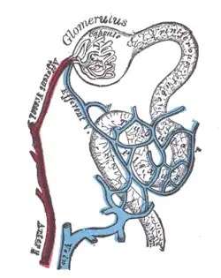 Distribution of bloodvessels in cortex of kidney.