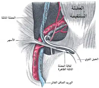 الحبل المنوي في القناة الإربية.