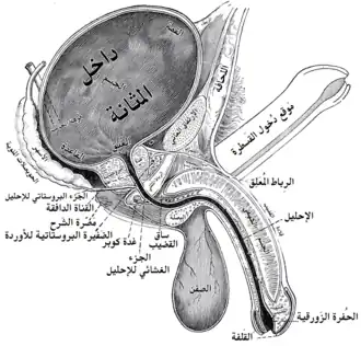 مقطع طولي في المثانة وَالقضيب وَالإحليل. (لهاة المثانة غير مُشار إليها في الصورة، ولكنها تظهر في المثانة عند منطقة العُنق).