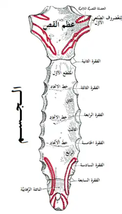 الوجه الخلفي للقص
