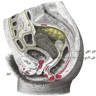 مقطع للجزء السفلي من لجذع جسم أنثى، الجزء الأيمن.