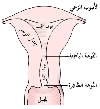 النصف الخلفي من الرحم والجزء العلوي من المهبل.