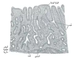 مقطع رأسي في الغشاء المخاطي لرحم أنثى الإنسان
