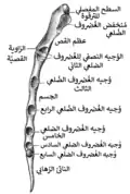 الحد الجانبي من عظم القص