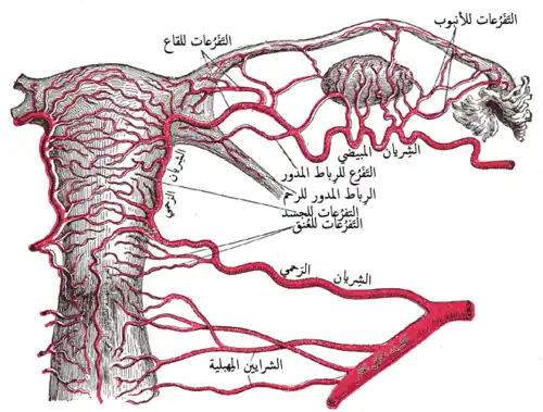 شرايين الأعضاء الداخلية من جيل من الإناث، من الخلف.