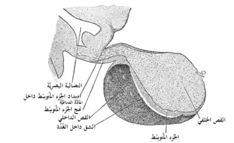 Median sagittal through the hypophysis of an adult monkey. Semidiagrammatic.
