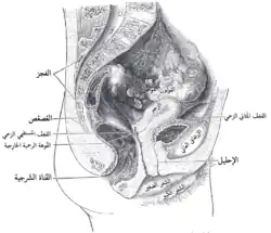 مقطع وسطي لحوض امرأة.
