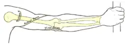 الجانب الخلفي من الطرف العلوي الأيمن, مهراً العلمات السطحية للعظام والأعصاب.