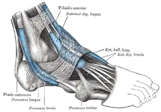 العَضَلَة الطَّويلَة الباسِطَة لِأصابع القَدَم
(Extensor dig. longus)