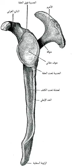 عظم الكتف الأيسر. عرض جانبي.