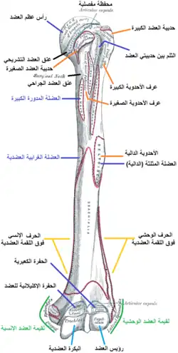 رسم توضيحي لعظمة العضد. عرض أمامي.