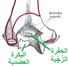 عرض خلفي للجزء البعيد من عظم العضد الأيسر
