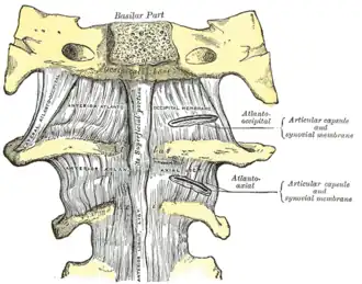 رسم من الأمام للمفصل الفهقي المحوري (بالإنجليزية: atlanto-axial joint)