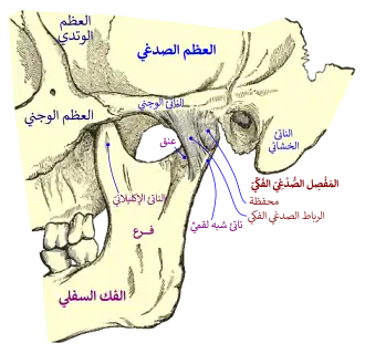 مفصل الفك السفلي (الوجه الوحشي).