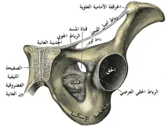 ارتفاق العانة ، مقطع إكليلي.