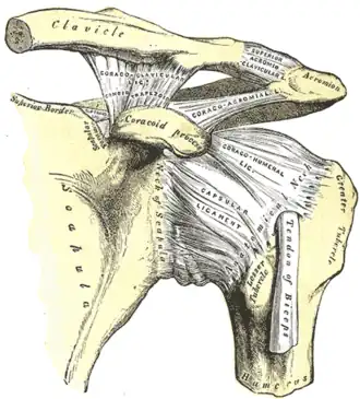 الكتف الأيسر و المفصل الأخرمي الترقوي (بالإنجليزية: Acromioclavicular joint)، وأربطة لوح الكتف.