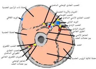 المقطع العرضي من خلال منتصف الجزء العلوي من الذراع.